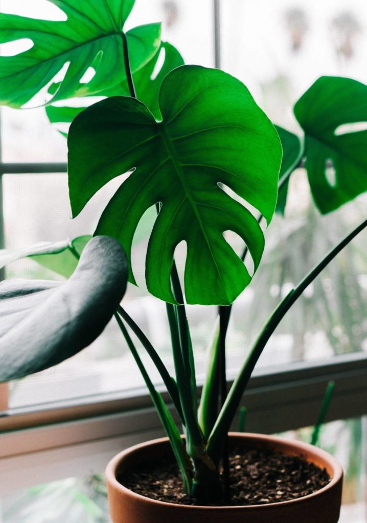 26 Best Tall Indoor Plants That Are Easy To Keep Alive