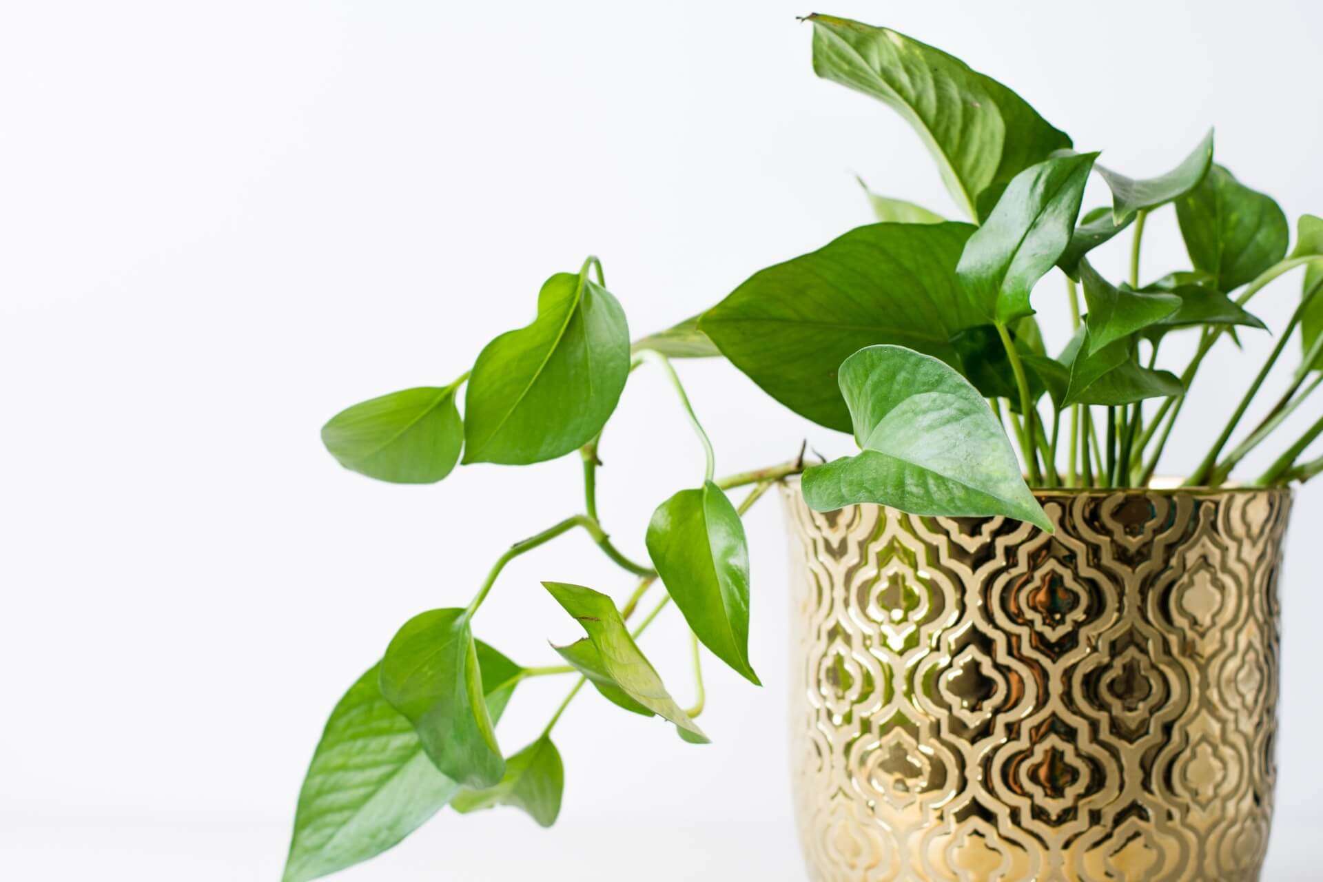 18 Easy Care Houseplants for Your Home