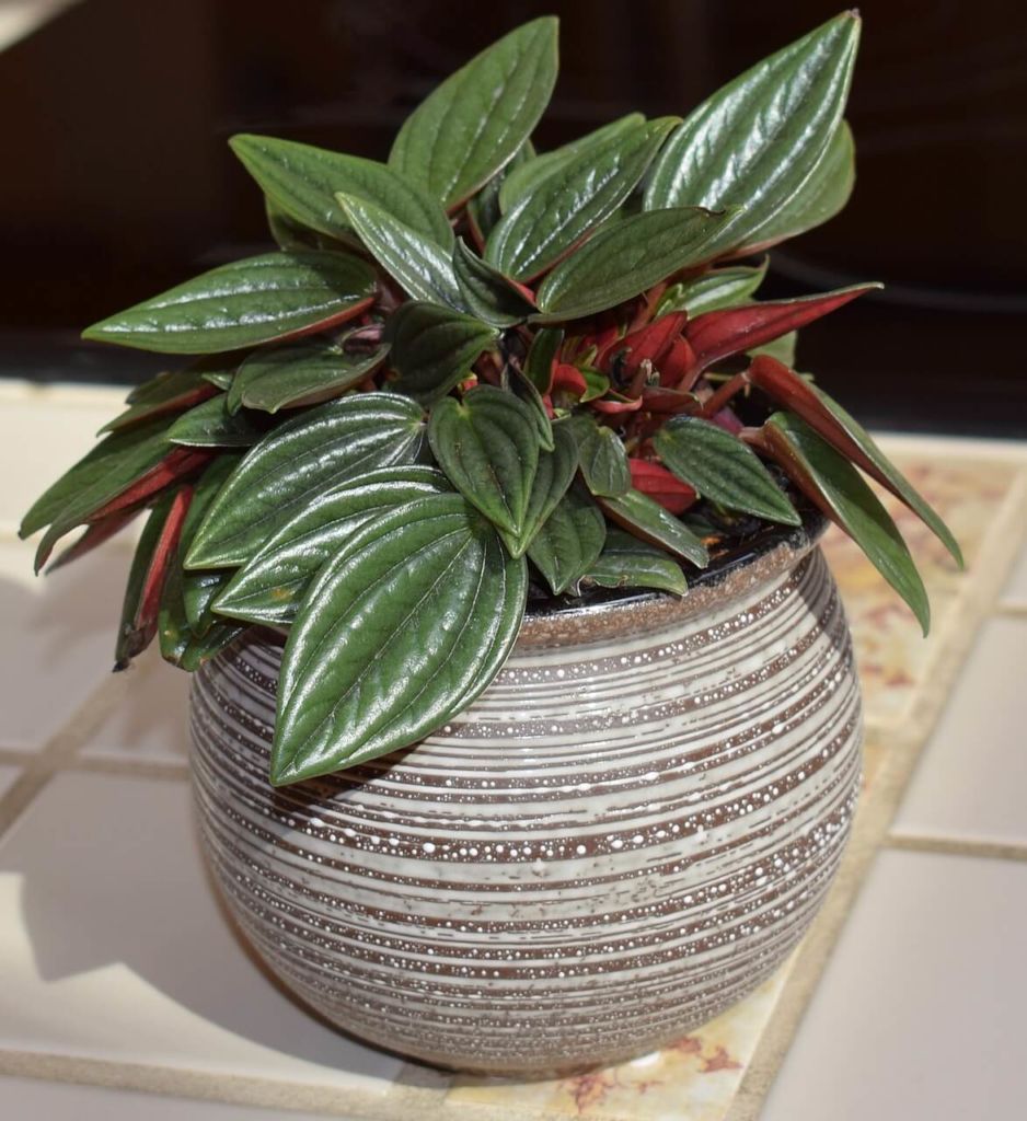 -Chinburg 18 Easy Care Houseplants for Your Home_peperomia plant